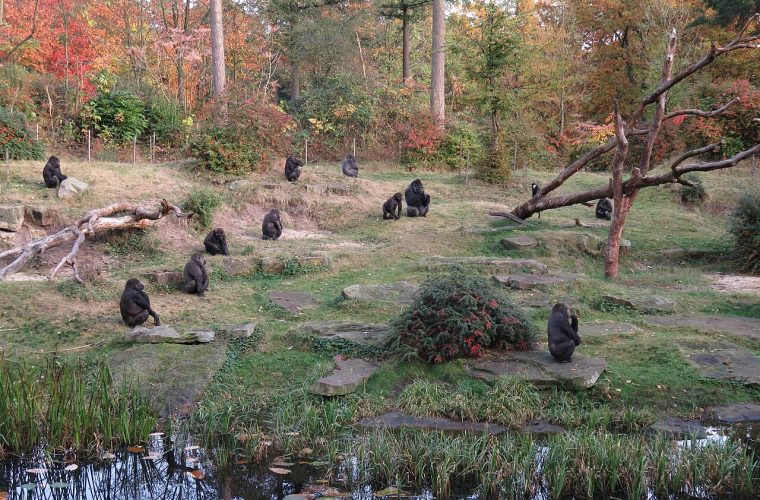 Apeldoorn — apenheul