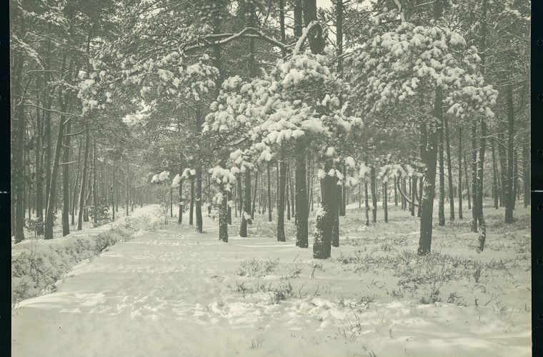 Apeldoorn — bergenbos