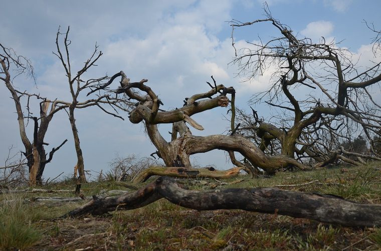 Apeldoorn — hogeveluwe