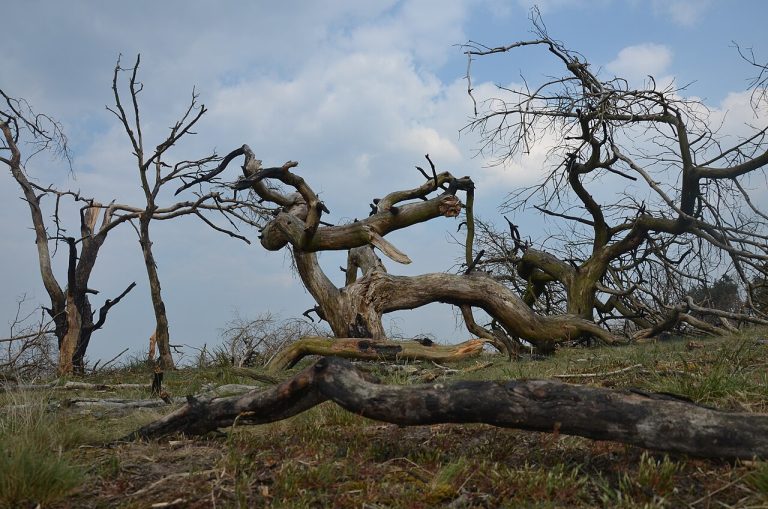 Fietsdag op de Hoge Veluwe — Sport in Apeldoorn