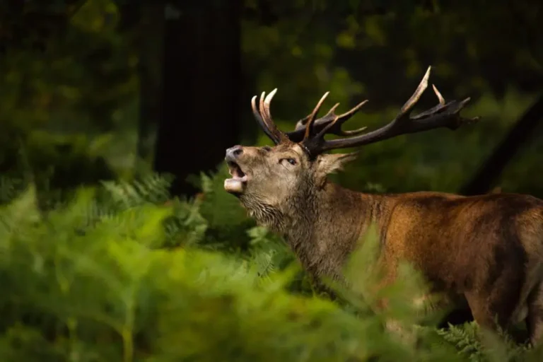 Bronstexcursie Ode aan het Edelhert — Natuur in Apeldoorn