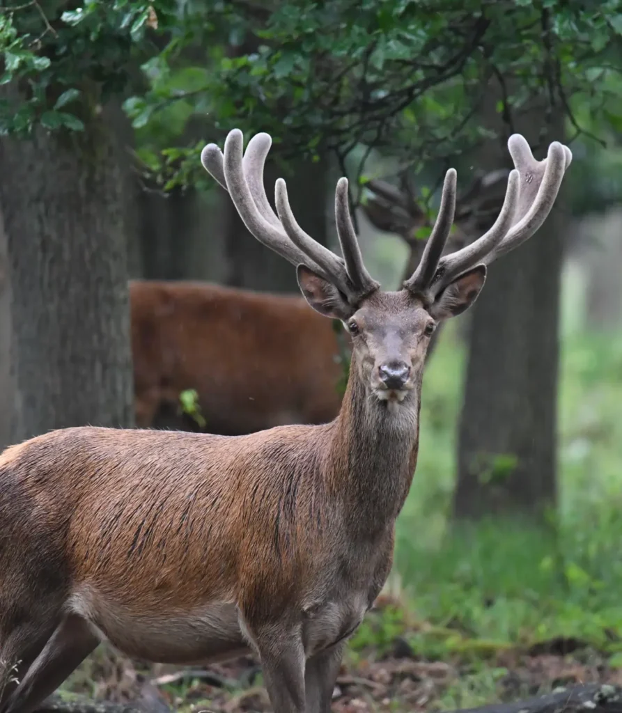 Wilde weken hoge veluwe in Apeldoorn